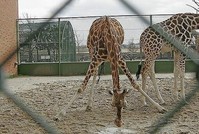 В Московском зоопарке жираф Мариус либо остался бы жить, либо не родился бы