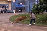 В Бразилии коза не пускала родственников на свидания с заключенными