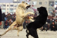В Госдуму поступило предложение «сажать» за собачьи бои
