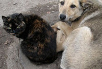 В Смоленске запрещен расстрел кошек и собак во дворах