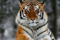 Браконьер заплатит более 500 тыс. руб. за смерть амурского тигра