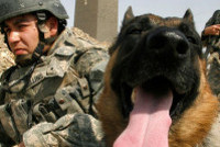 Американским военным разрешили любовь с животными