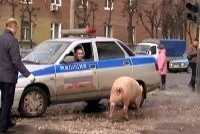 Рязанская полиция задержала свинью