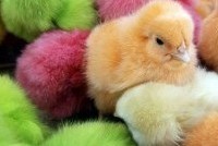 На Пасху американцы красят цыплят вместо яиц