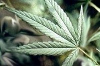 На Амуре подростки все чаще обвиняются в хранении марихуаны