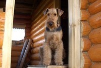 Госдума за продление дачной амнистии до 2015 года