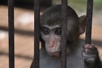 В Пакистане арестовали обезьяну-«шпиона»