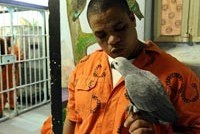 Птички перевоспитывают гангстеров