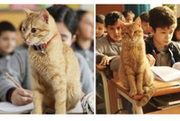 КОТ ОБЪЯВИЛ ГОЛОДОВКУ ИЗ-ЗА ТОГО, ЧТО ЕГО НЕ ПУСКАЛИ В ШКОЛУ