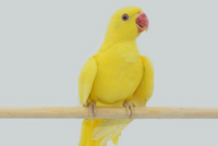 ПОПУГАЙ МАНГО ПОМОГ РАСКРЫТЬ БАНДУ НАРКОТОРГОВЦЕВ