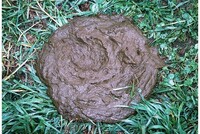 ИНДИЙСКИЙ СУДЬЯ СОВЕРШИЛ «НАУЧНОЕ ОТКРЫТИЕ»