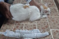 КОТ-НАРКОКУРЬЕР ТАСКАЛ НАРКОТИКИ В ТЮРЬМУ