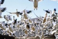 Самолеты и птицы