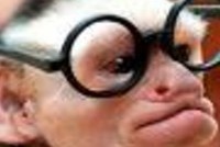 Юмористические истории об адвокатах со всего мира