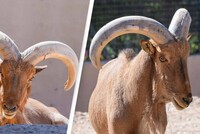 ЮЖНЫЙ СУДАН: БАРАН УБИЛ ЖЕНЩИНУ И ОТПРАВИЛСЯ В ТЮРЬМУ