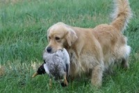 Охота с собаками и хищными птицами