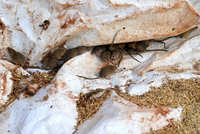 АВСТРАЛИЯ: ЗАКЛЮЧЕННЫХ СРОЧНО ЭВАКУИРУЮТ ИЗ-ЗА НАШЕСТВИЯ МЫШЕЙ