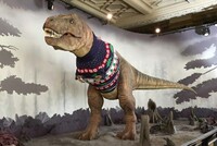 ТИРАННОЗАВРА ИЗ МУЗЕЯ ЕСТЕСТВЕННОЙ ИСТОРИИ ОДЕЛИ В РОЖДЕСТВЕНСКИЙ СВИТЕР