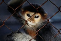 МОЛОДАЯ ЕГИПТЯНКА ОСУЖДЕНА ЗА СЕКСУАЛЬНЫЕ ДОМОГАТЕЛЬСТВА К … ОБЕЗЬЯНЕ