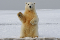 В КАНАДЕ ПОЛЯРНЫХ МЕДВЕДЕЙ, КОТОРЫЕ «ПЛОХО СЕБЯ ВЕДУТ», ОТПРАВЛЯЮТ В ТЮРЬМУ