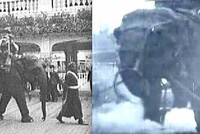 4 ЯНВАРЯ 1903 ГОДА: ДЕНЬ, КОГДА ТОМАС ЭДИСОН КАЗНИЛ СПОМОЩЬЮ ЭЛЕКТРОТОКА СЛОНИХУ ТОПСИ