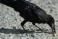 В ШВЕЦИИ ВОРОНЫ УБИРАЮТ ЗА ЛЮДЬМИ