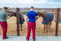 В ИРЛАНДИИ ЗАКЛЮЧЕННЫЕ РЕСОЦИАЛИЗИРУЮТСЯ С ПОМОЩЬЮ… ЛОШАДЕЙ