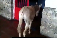 ЗА ОСЛА ОТВЕТИШЬ!