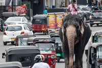 ЗАПРЕТ НА ВОЖДЕНИЕ СЛОНОВ В СОСТОЯНИИ АЛКОГОЛЬНОГО ОПЬЯНЕНИЯ