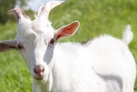 ВО ФРАНЦИИ АРЕСТОВАН НАСИЛЬНИК… КОЗ