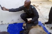 КАК ЛЕВ ОКАЗАЛСЯ В… ТЮРЬМЕ