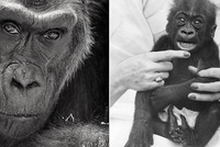 22 ДЕКАБРЯ 1956 ГОДА: ДЕНЬ, КОГДА В НЕВОЛЕ ВПЕРВЫЕ РОДИЛАСЬ ГОРИЛЛА