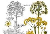 КАК ИСЧЕЗ СИЛЬФИЙ, ВИАГРА АНТИЧНОГО РИМА, ОБОЖАЕМЫЙ ЮЛИЕМ ЦЕЗАРЕМ