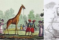 30 ИЮНЯ 1827 ГОДА: ДЕНЬ, КОГДА ЖИРАФА ЗАРАФА ПРИБЫЛА В ПАРИЖ, ПРОДЕЛАВ ПУТЬ В 880 КМ