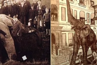 15 СЕНТЯБРЯ 1885 ГОДА: ДЕНЬ, КОГДА СЛОН ДЖАМБО БЫЛ УБИТ ПОЕЗДОМ