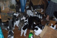 Полиция в Ижевске не может попасть в квартиру с десятками голодных кошек