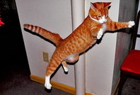 Закон о тишине будет, а полиция не приедет