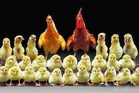 Запретим россиянам иметь больше одного ребенка?