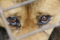 Минюст прописал админнаказания за жестокое обращение с животными 