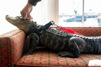 Опубликован список диких животных, которых нельзя содержать дома