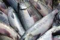 Япония и камчатский лосось: особенности национальной рыбалки