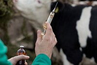 Минсельхоз намерен ограничить использование антибиотиков в ветеринарии
