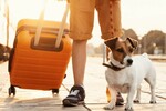 В России растет спрос на путешествия с домашними животными