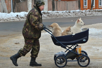 Контроль за соблюдением требований к содержанию животных хотят передать полиции