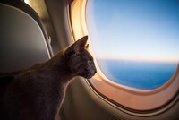 Пилоты экстренно посадили самолет из-за агрессивного кота 
