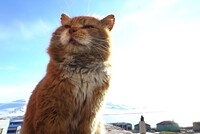 На Шпицбергене умер знаменитый кот Кеша, живший по документам песца 