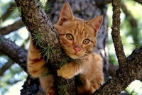 Чиновники австралийского Фримантла хотят запретить кошкам лазить по деревьям