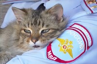 Дознаватели в Красноярском крае приютили кота, спасли от ампутации лапы и дали обрести дом