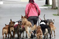 Правительство разработает ряд законов о регулировании содержания и разведения домашних и диких животных, внедрении системы реагирования на обращения о причинении ими вреда жизни и здоровью человека и др.