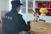 В Китае полицейский пес лишился годовой премии за сон на рабочем месте, но благодаря неравнодушию общественности все же был премирован деликатесами, включая тихоокеанскую сельдь и кроличьи фрикадельки